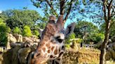 Omaha Zoo's Oldest Giraffe Dottie Dies at 22: 'She Will Be Greatly Missed'