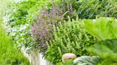 How Companion Planting Herbs Can Enhance Any Garden