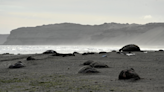 Seal pup die-off from avian flu in Argentina looks 'apocalyptic'