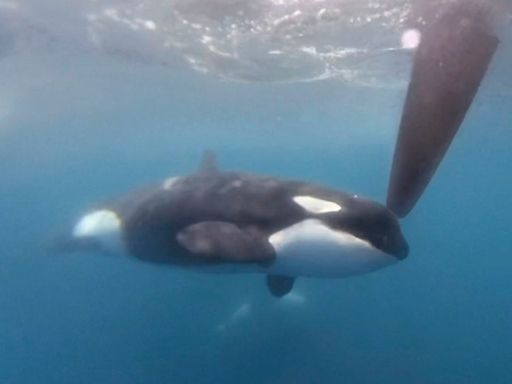 Killer whales attack and sink sailing boat off Gibraltar