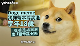 Doge meme、狗狗幣本尊病逝　享年18歲　從養殖場獲救成「...