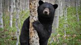 Vermont Forest Service offers tips to avoid bears in wake of several encounters