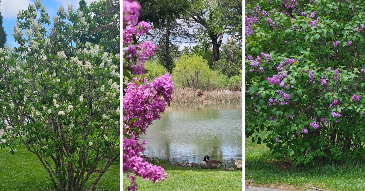 Cheyenne Botanic Gardens Host Nature Walk at High Plains Arboretum Friday