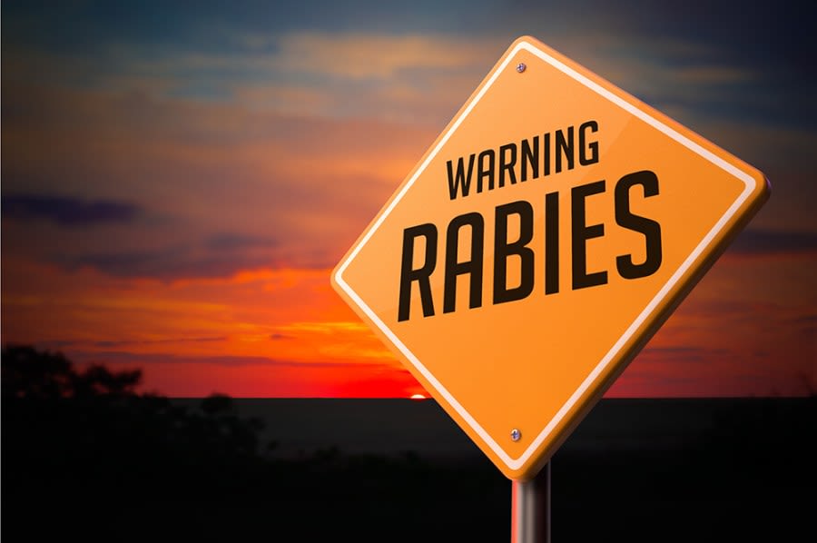 Fox tested positive for rabies in New Castle, says VDH