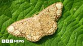 Graffham Down: Rare moth spotted in West Sussex for first time