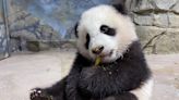 Classic Answer Man: Did panda bears once roam WNC? Do bamboo stands occur naturally here?