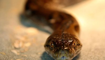 Las serpientes que apagaron Franklin: la pesadilla del suministro eléctrico en Tennessee