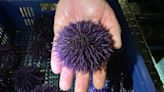 Ouch! Celebrate poky, pointy sea creatures at Mendocino’s Urchin Fest