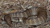 Sorprendente hallazgo científico sobre el clítoris de las serpientes