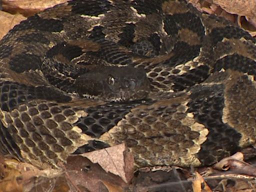 Connecticut man bitten by rare rattlesnake ends up in coma