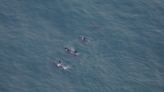 Reportan raro avistamiento de orcas frente a la costa de Nueva Inglaterra