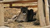 Mountain Lion Rehabilitated & Returned to Wild in California