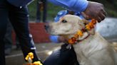 Did you know there's a temple in Kerala dedicated to dogs? See photos - CNBC TV18