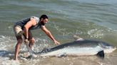 Tiger shark washes ashore on Nantucket, but where is it now?