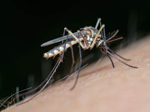 Muere un hombre de 83 años por el virus del Nilo en Badajoz: primera víctima mortal en Extremadura