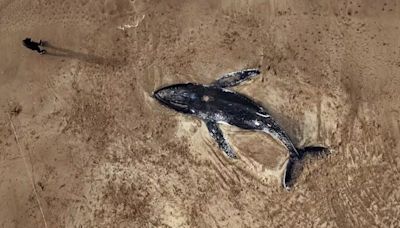 Costa Atlántica: aparecieron dos ballenas muertas en la orilla del mar y se investigan las causas