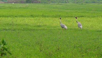 Census reveals surge in Sarus crane population across Uttar Pradesh