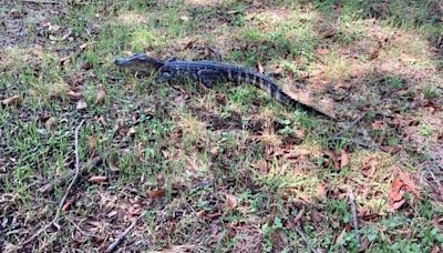 Gators stalking the Brazos River in Waco