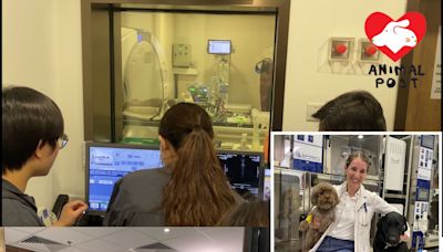 放射治療幫動物抗癌 獸醫：按病況可延長數年壽命 - 香港動物報 Hong Kong Animal Post