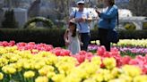 Tulips nearing peak bloom at Hershey Gardens [photos]