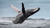 Humpback Whales Share Songs Between Pods in the Pacific Ocean, According to New Research