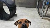 Dog of The Week: Dawson seeks adoption from Beaver County Humane Society