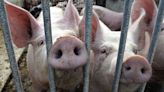 China lässt die Sau raus: Peking startet Untersuchung gegen Schweinefleisch aus Europa