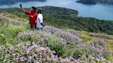 Rare variety of Neelakurinji blooms in Idukki hills