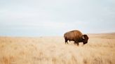 Bison traps Yellowstone visitor in restroom ‘like a scene from a comedy,’ video shows