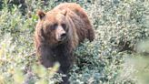 Grizzly bears back in crosshairs as Alberta lifts hunting ban in select cases