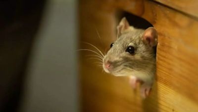 5 Deadly Diseases That Spread From Rats and Rodents; Ways To Protect Yourself