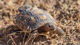 70 Critically Endangered Tortoises Are Thriving in the Wild 6 Months After Their Release