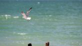 Florida beach water quality map: See test results for your favorite beach