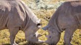 Rhino Born on Christmas Eve Finds Love at California Zoo with Help from Matchmakers (Exclusive)