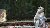 A company stopped importing monkeys to the U.S. for lab tests over smuggling concerns. Now they're flooding into Canada