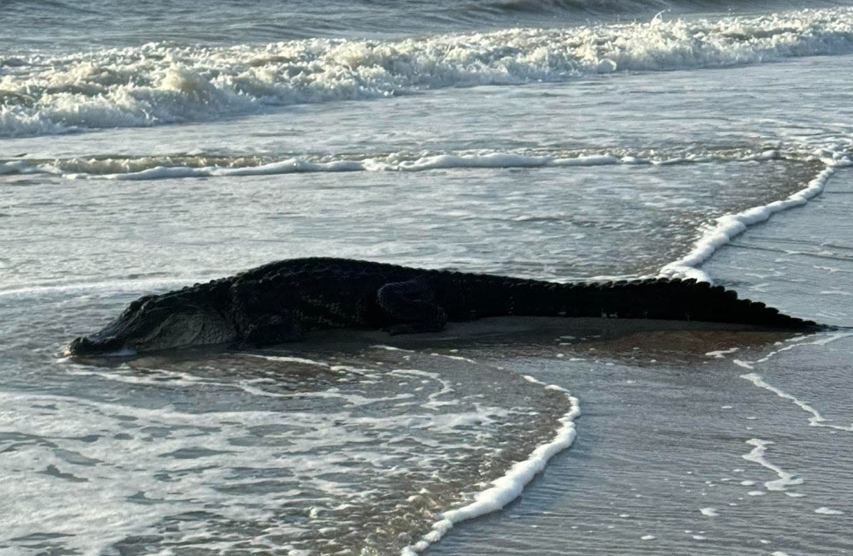 Florida alligator finds break in rainy weather to sunbathe on a beach