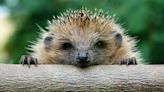 East Cambridgeshire Council asks for ideas to boost hedgehog numbers