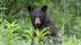 Bear that approached and touched woman and child in Gatlinburg will be euthanized