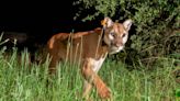 Beloved mountain lion dies crossing same California highway where her cubs were killed