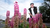 Why does purple dominate in lupin fields? Biology and the bees, says scientist