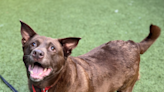 Pet of the week: Meet Coco