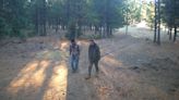 OSP hunting for poachers after Umatilla Co. elk kill