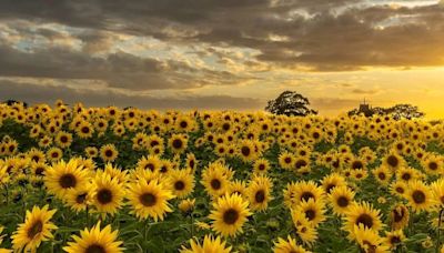 You can visit this sensational sunflower field near Birmingham for free this summer