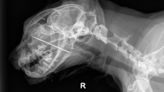 Portland veterinarians remove sewing needle stuck in cat’s mouth