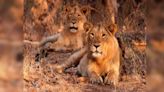Gujarat betting big on tourism with its upcoming lion-leopard safari park