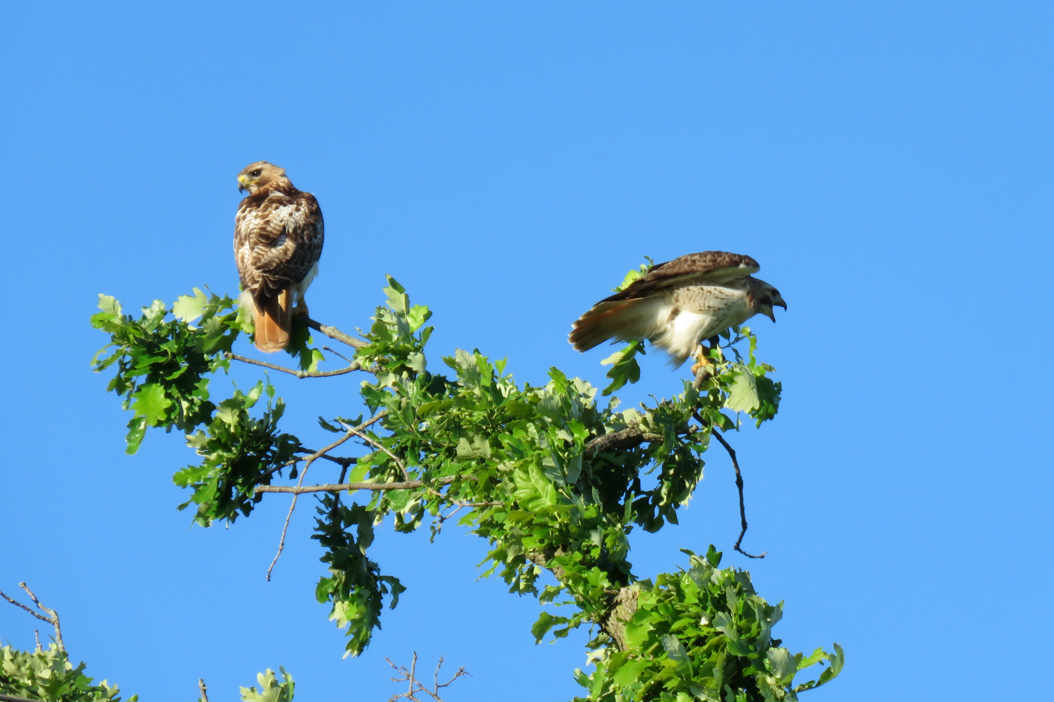 Chicago outdoors: Red-tailed hawk family and admiral butterflies