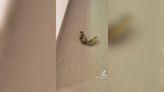 Going nuts: Frantic squirrel evades office workers by running around and hiding in plants