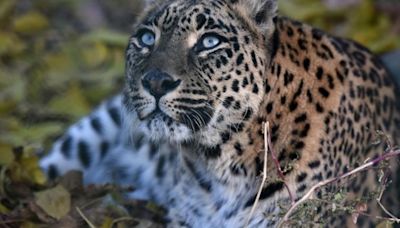 Leopard mistakes Maharashtra woman as prey, attacks her, drags body for 100 feet