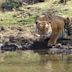 Mudumalai National Park