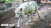 France wolf attack: Jogger wounded by wolves at Thoiry park